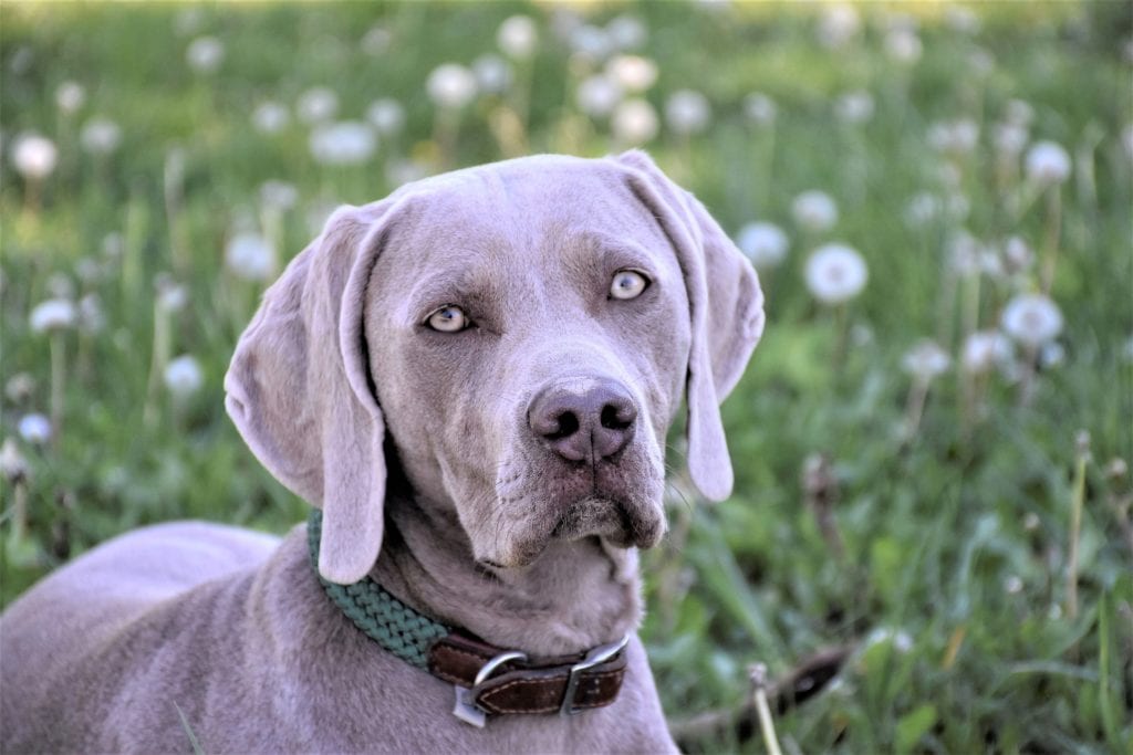 Svelt Weimaraners