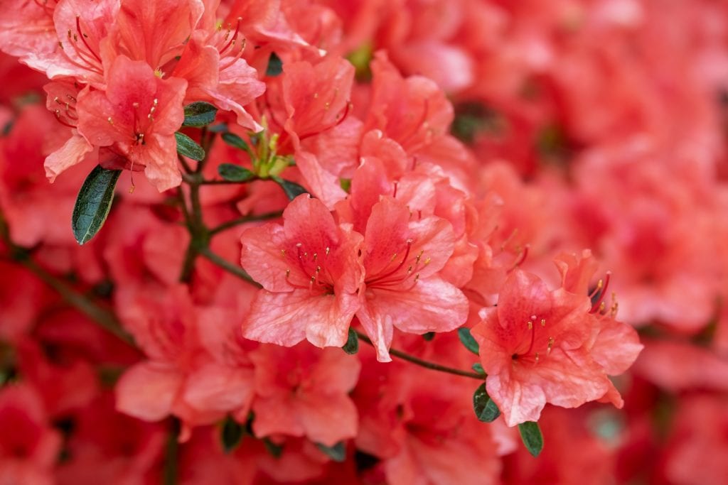 Azaleas are among the most poisonous plants for dogs.