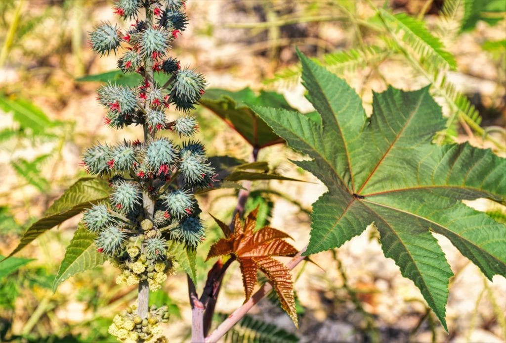 The castor bean plant is used for castor oil and ingestion of the seeds can be fatal for dogs.