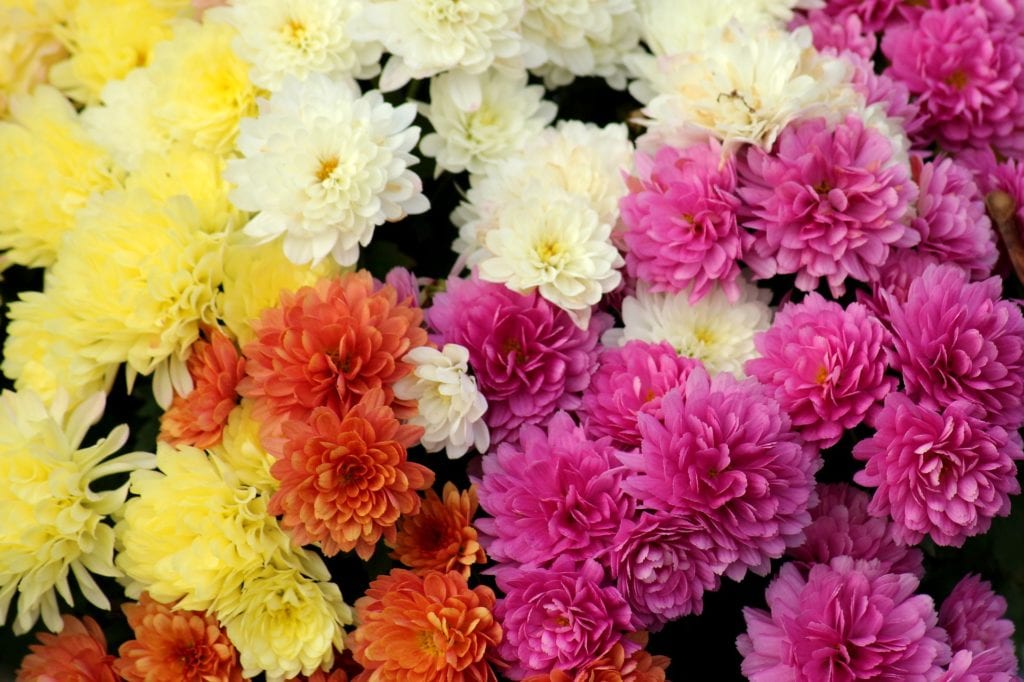 All parts of the chrysanthemum plant are toxic to dogs, especially the flowers.