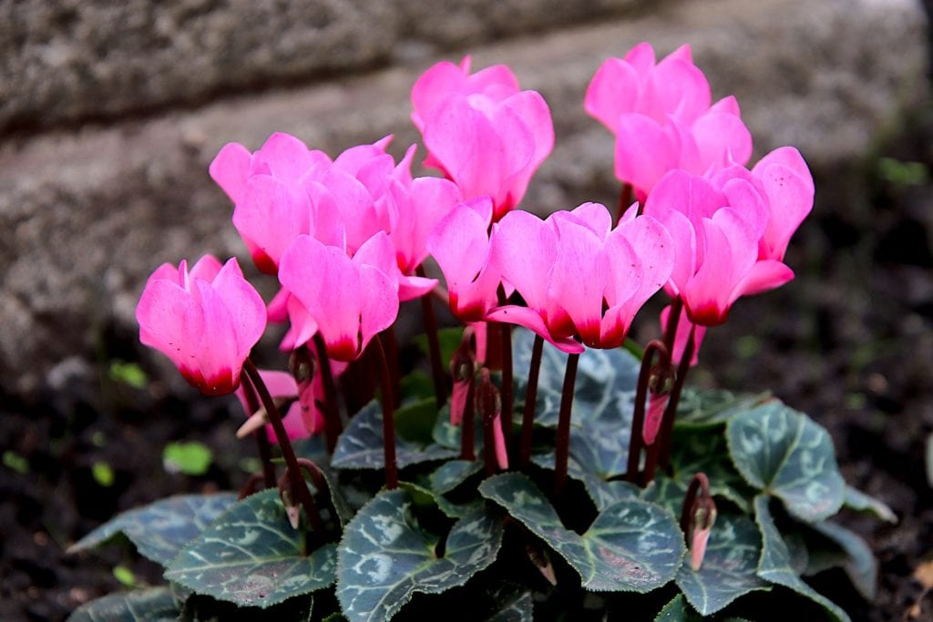 Cyclamen causes gastrointestinal and heart problems for dogs upon ingestion, even death.