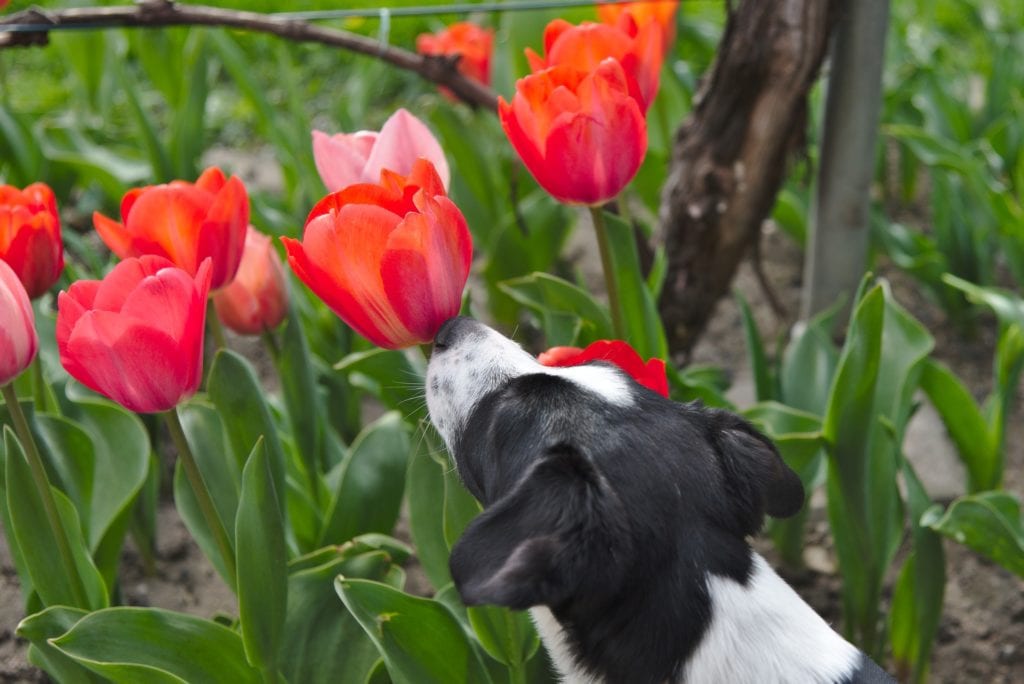Tulips, like all bulb plants, are toxic to dogs.