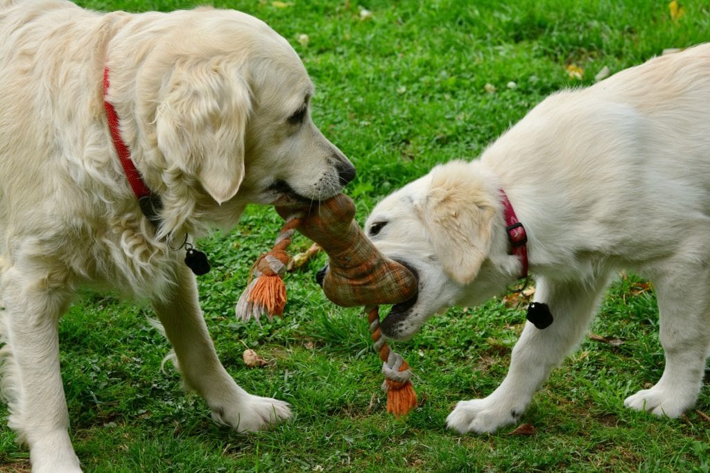 Dog toys can keep your dog entertained on a picnic