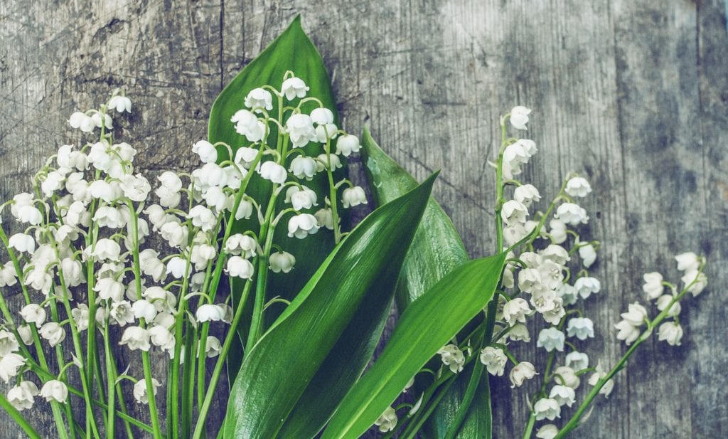 Lily of the Valley is a poisonous plant for dogs.