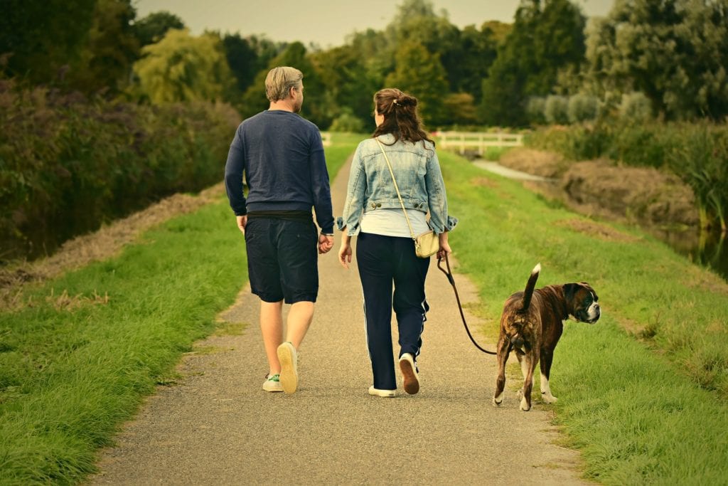 Take your dog for a walk to settle them down before a picnic