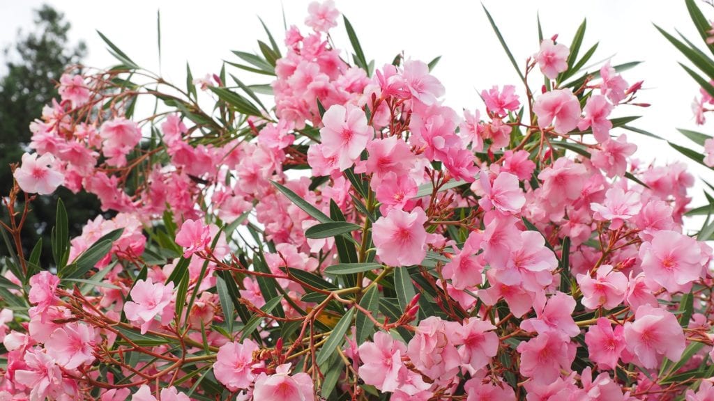 Oleander poisoning requires immediate medical attention if ingested by a dog.