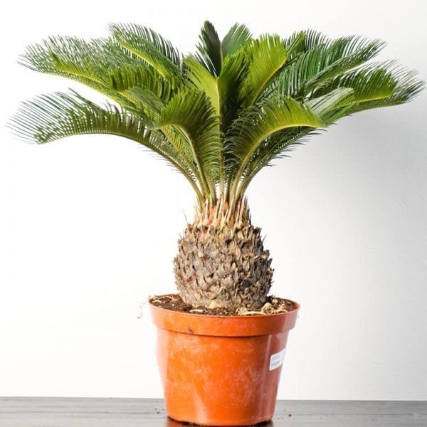 The sago palm is a house plant in most parts of the United States.