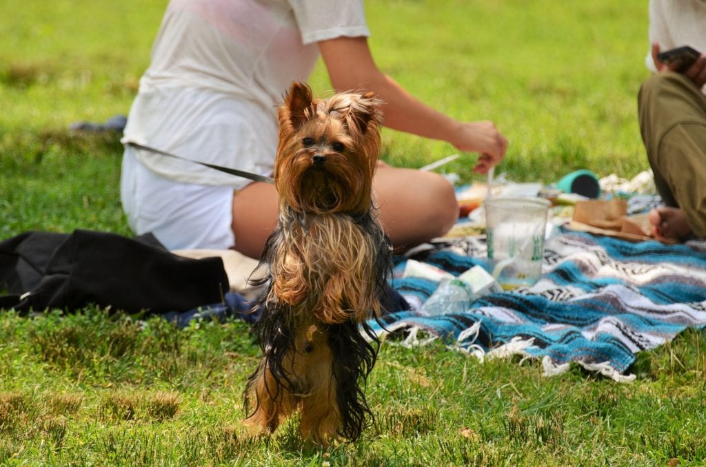 Tips for a Dog Friendly Picnic