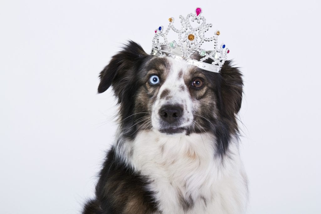 Australian shepherd with heterochromia