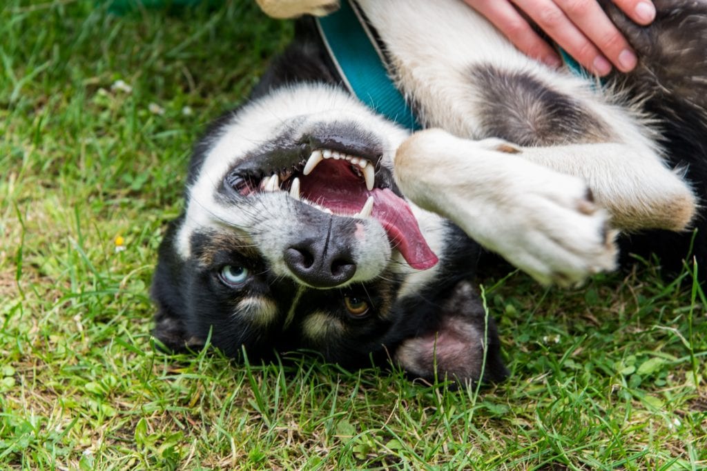 Border collie with heterochromia