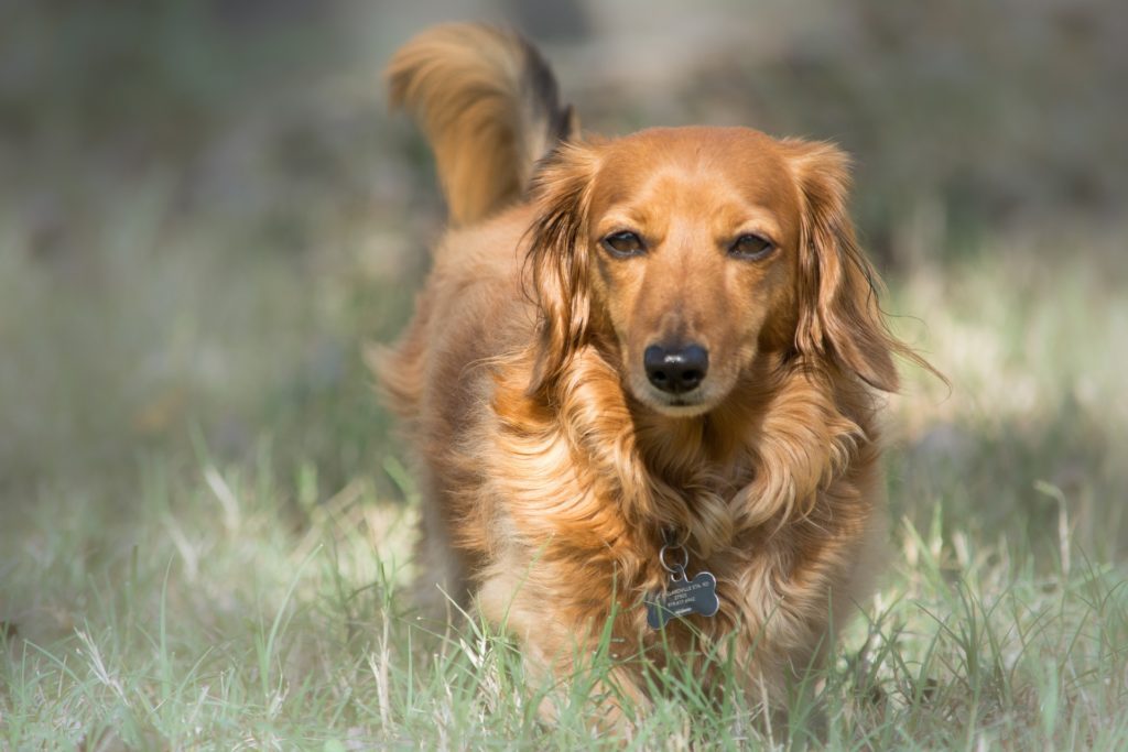 Long haired dachshund walking through grass