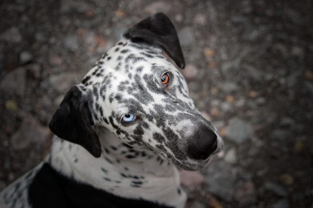 Dalmatian with two different colored eyes