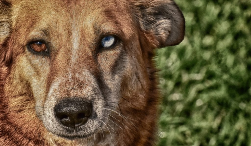 It is rare to see dogs with different colored eyes