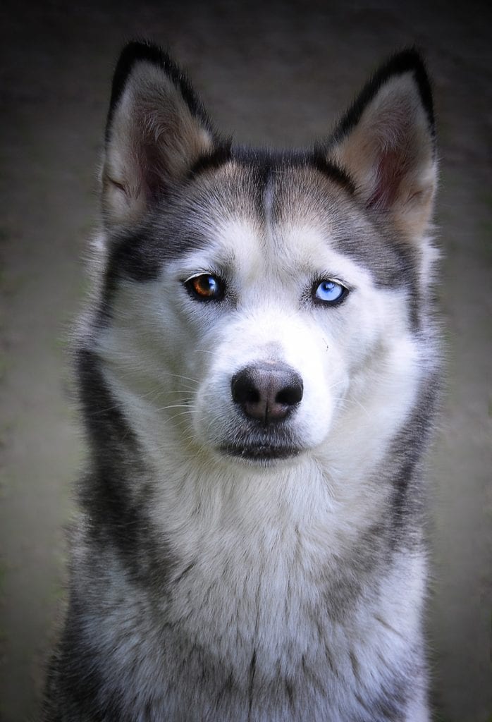 Siberian husky with heterochromia