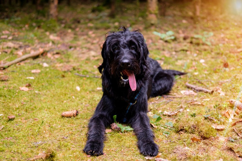 Labradoodle exhibiting excessive panting, one of the heat stroke warning signs in dogs