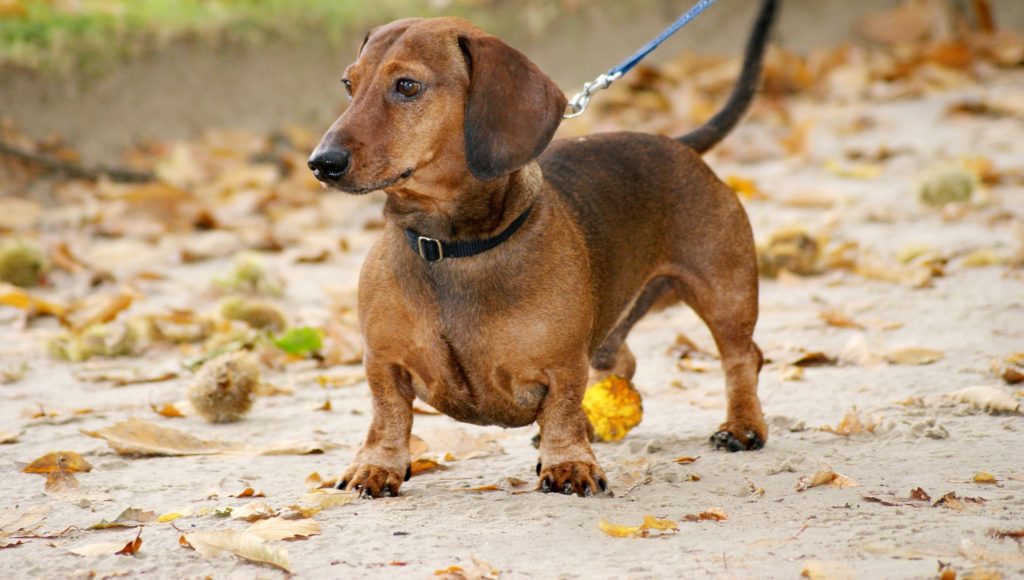 Smooth coat dachshund on leash for a walk