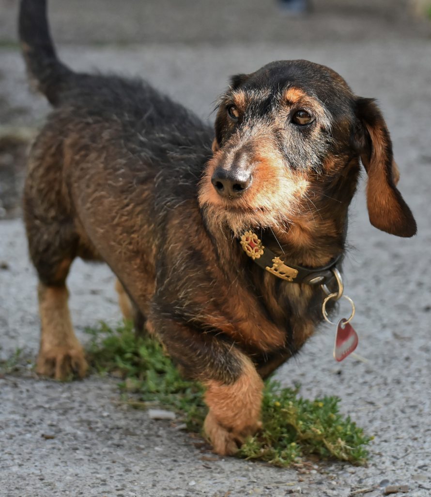 Wire-haired dachshund on point
