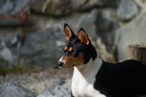 Tricolor Basenji