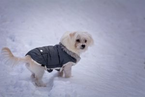 Keeping your dog warm in the cold is one of the main reasons dogs should wear clothes.