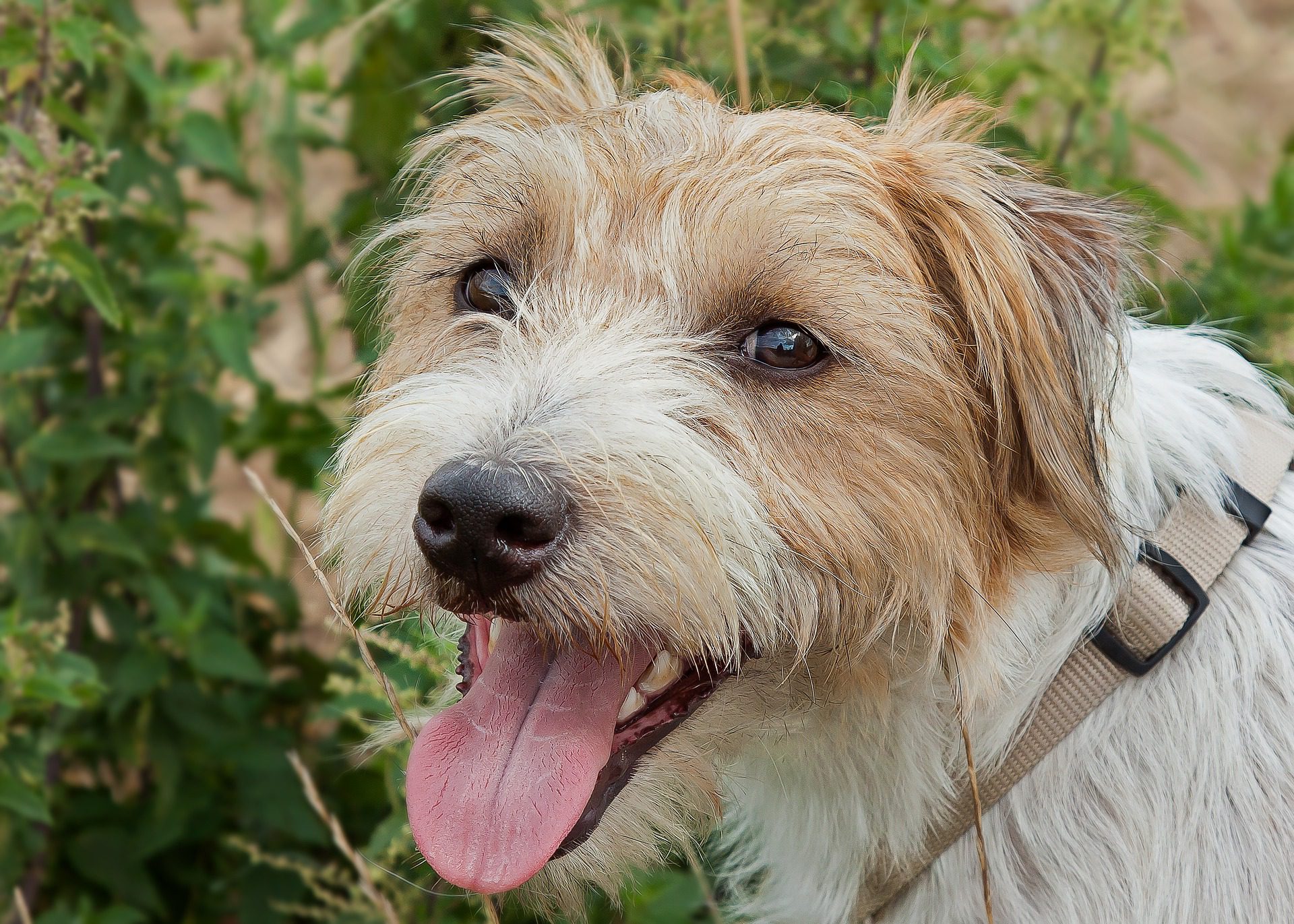 Parson Russell Terrier 