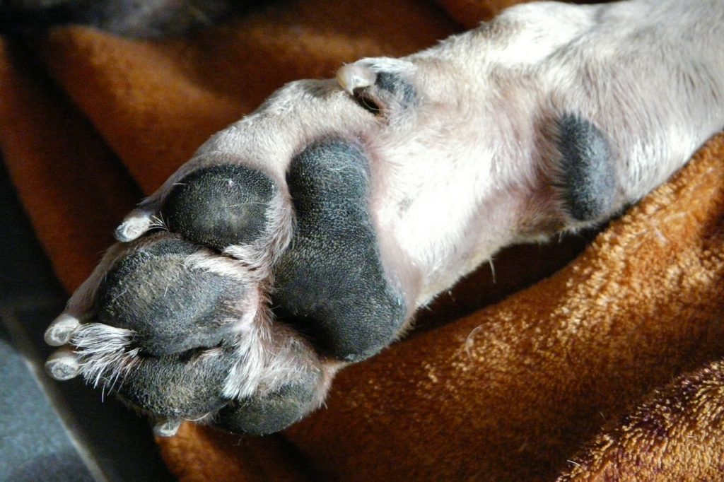 There are several different types of tools for trimming a dogs nails available.