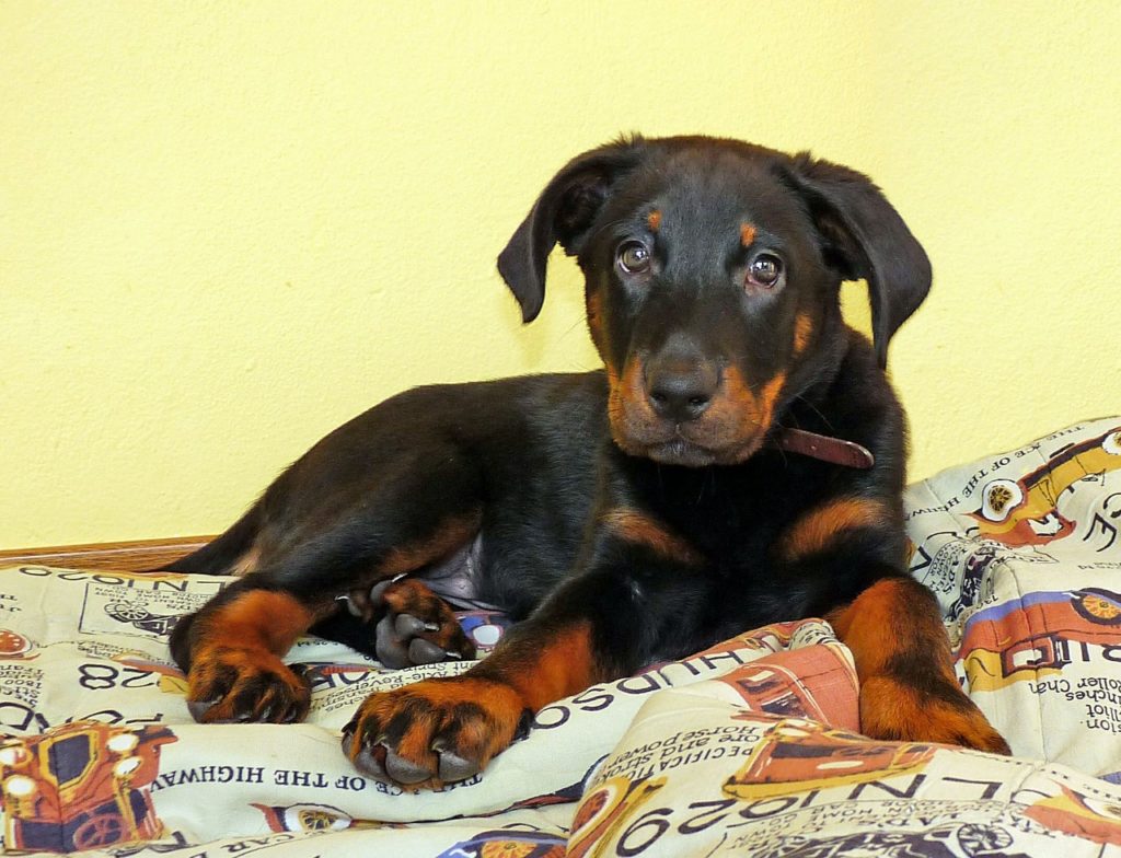 Beauceron puppy