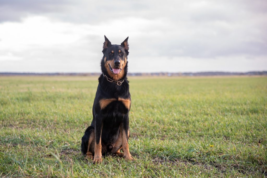 Beauceron with cropped ears sitting in a field