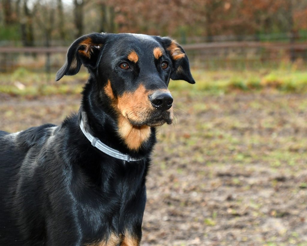 The Beauceron has distinctive black and rust colored markings