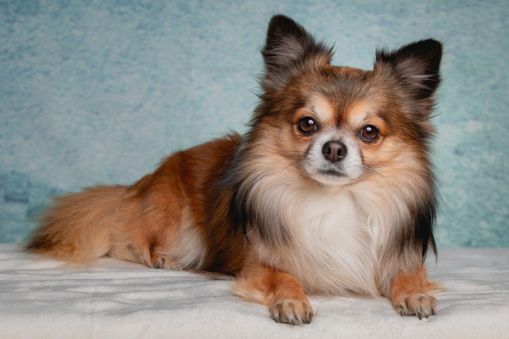 Long haired Chihuahuas require regular brushing