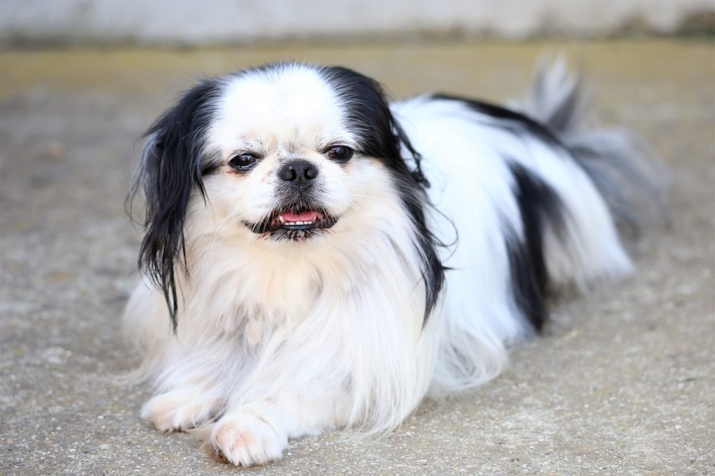 Japanese Chin do not do well with small children