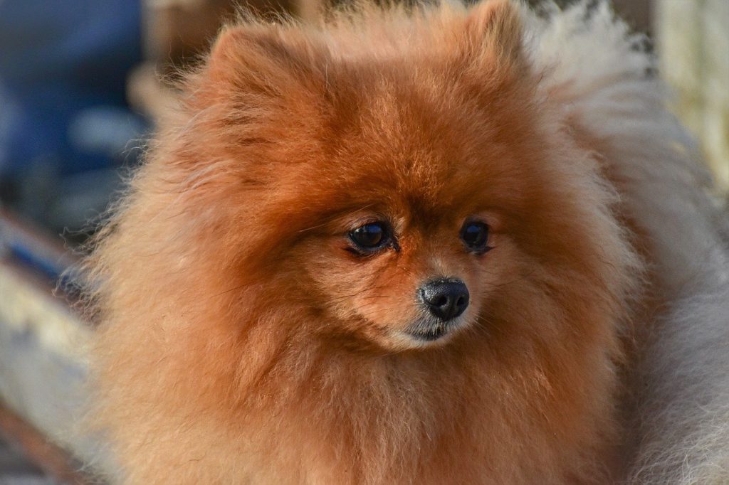 Pomeranians weigh only 6 pounds on average