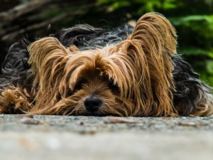 Yorkshire Terriers are the most popular of the terrier breeds