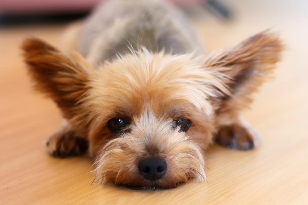 The Yorkshire Terrier is one of several dogs you can carry with you