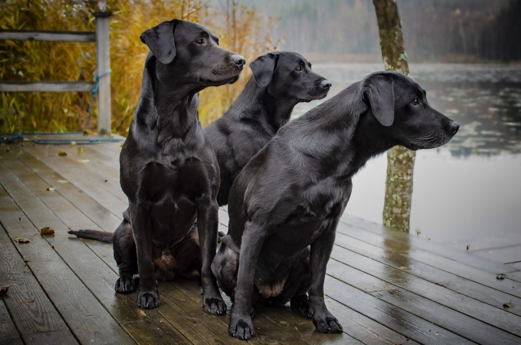 Three black labrador retrievers looking out over the water