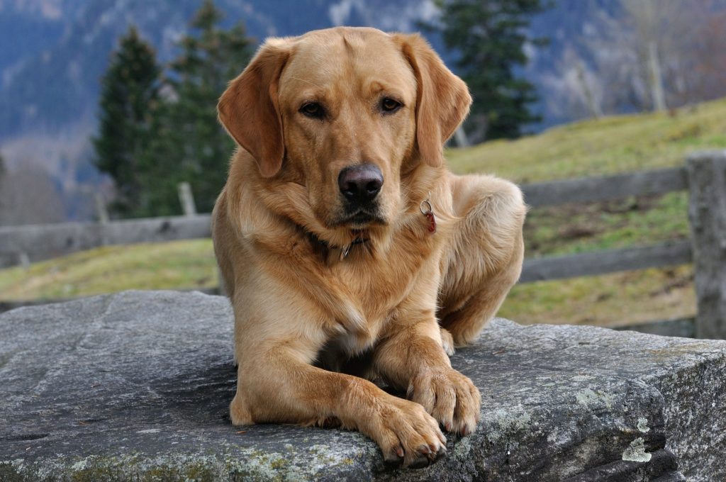Yellow Labrador Retriever resting on a rock