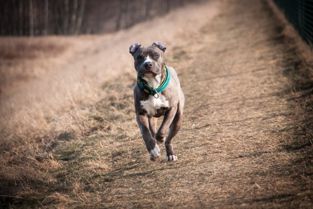 There can be many potential problems with off-leash dogs.
