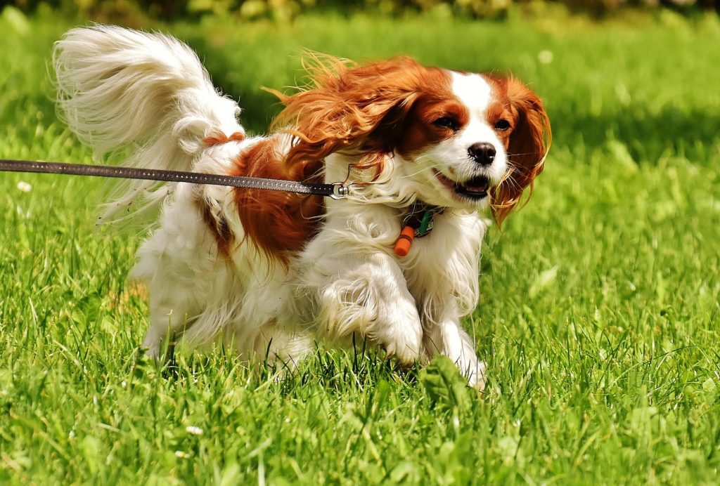 Blenheim Colored Cavalier King Charles Spaniel