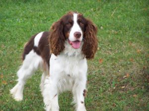 The English Springer Spaniel is one of the spaniel dog breeds.
