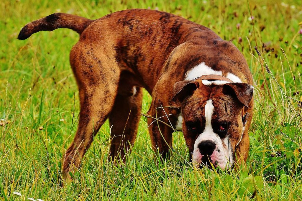 Brindle color Boxer dog breed sniffing grass