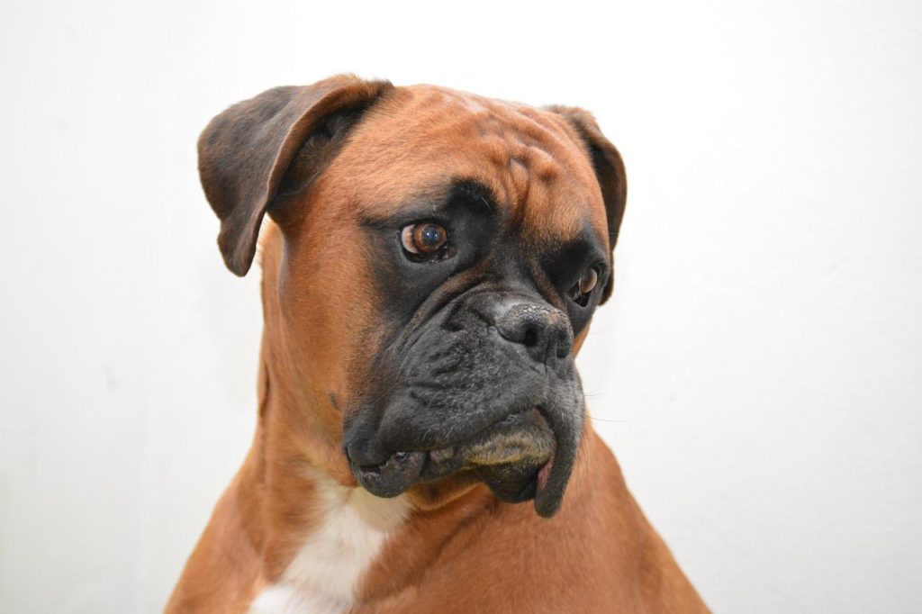 The Boxer characteristically has a wrinkled forehead, droopy eyes and jowls, drop ears and white markings on their chest.