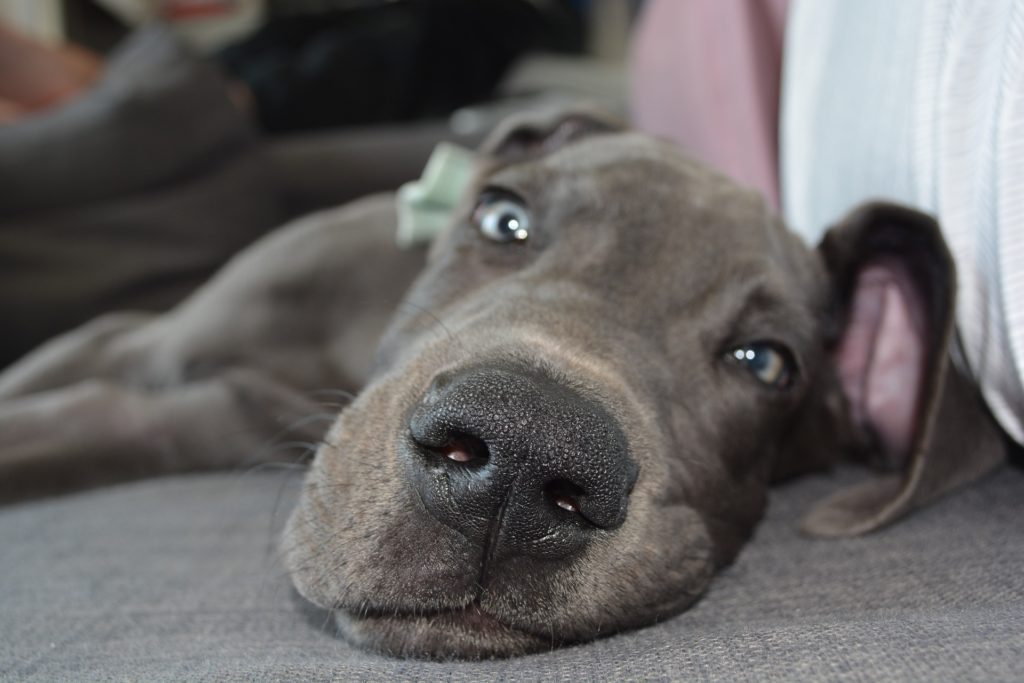 Marijuana poisoning in dogs is a serious issue as they have a more severe reaction to the psychoactive substance found in the plant.