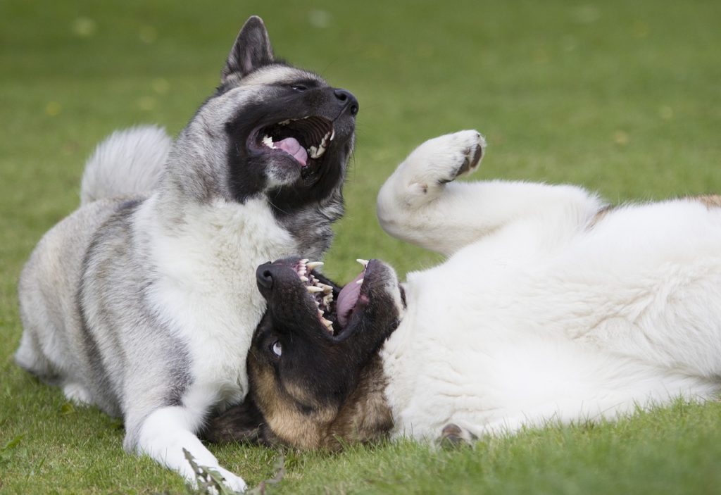 Dogs playing and wrestling in the grass