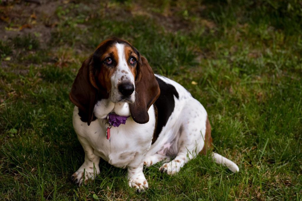 The Basset Hound is unmistakable with the droopy eyes and over-large drop ears.