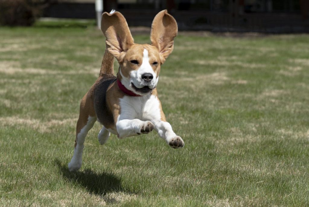 The Beagle is a scent hound that hunts by smell