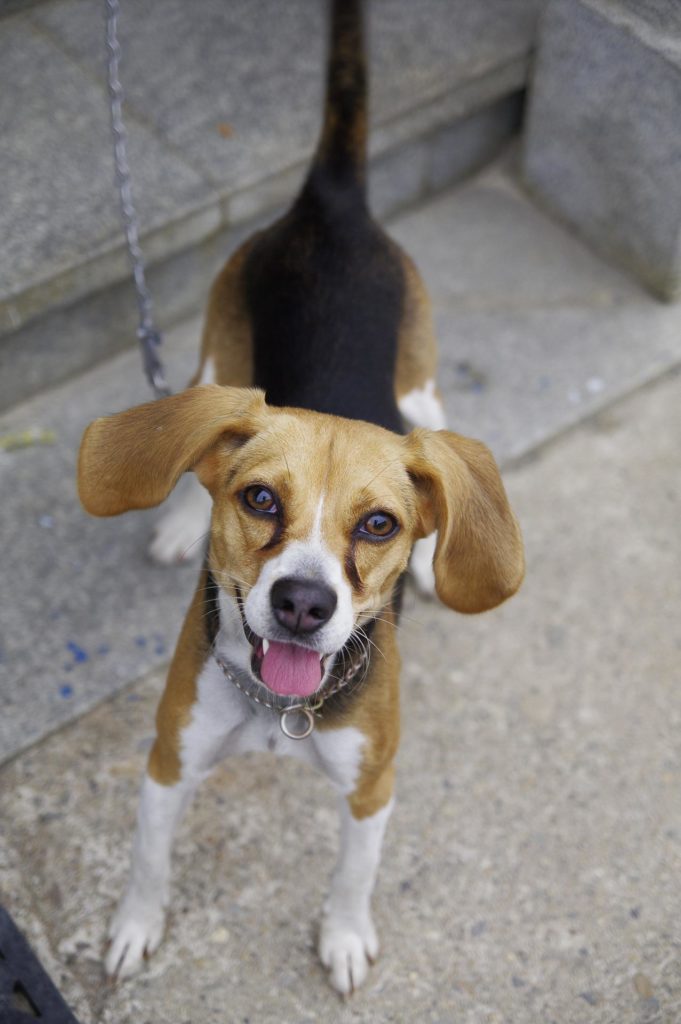 Harriers are people-oriented dogs who love their families.