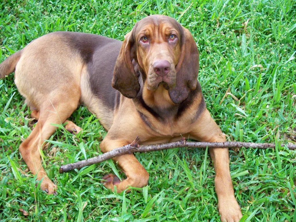 Bloodhounds are among the largest of the scent hounds standing two feet at the shoulder.