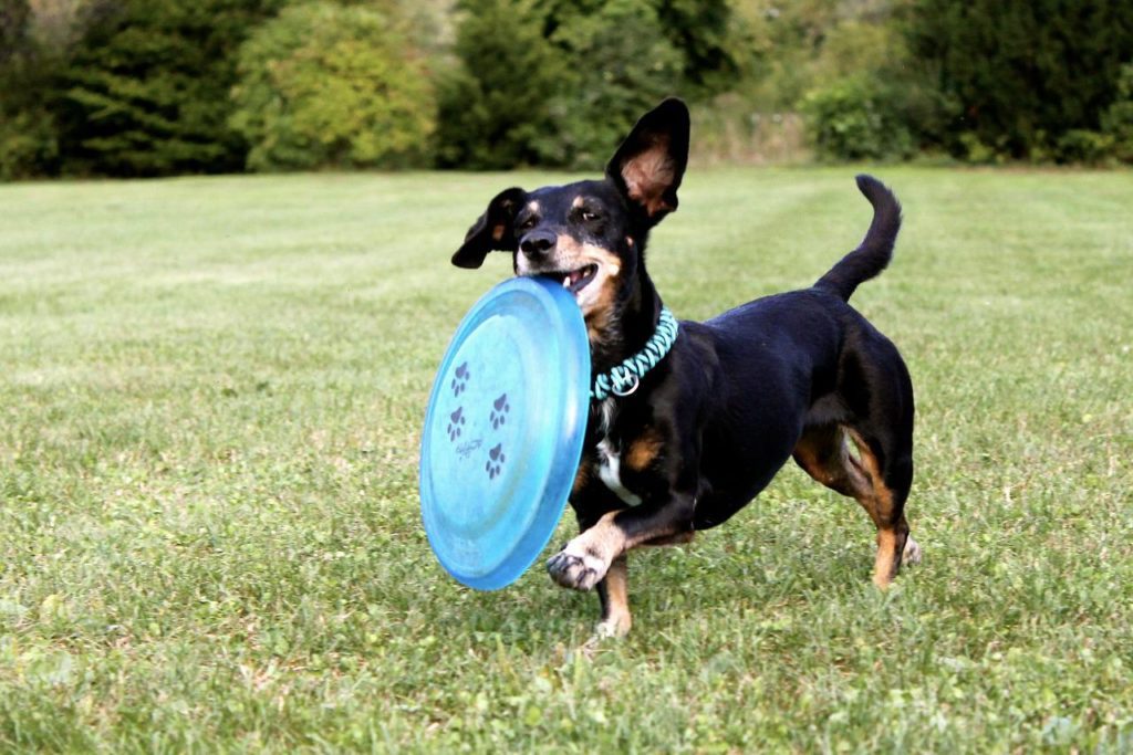 Dachshunds aren't great at running or jumping but they can still play Frisbee.