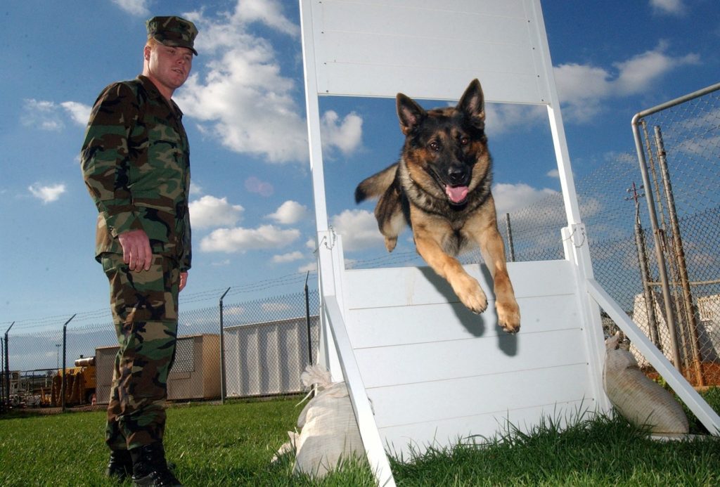This German Shepherd Dog is jumping through an obstacle in a course as a military trainer looks on
