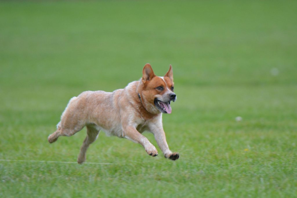 Australian Cattle Dogs are Herding Dogs bred to herd cattle in the Australian outback