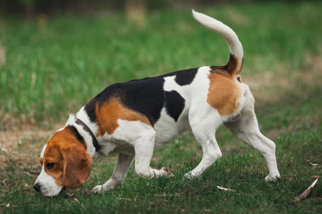 The Beagle is a packing hunting scent hound first recognized by the AKC in 1884.